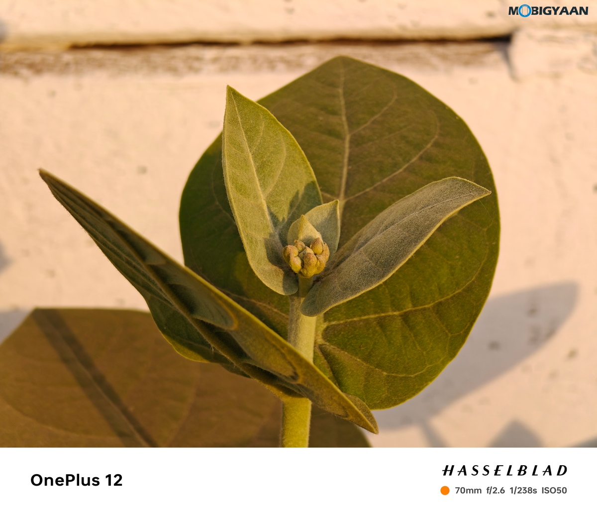 OnePlus 12 Review Camera Samples 19